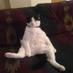 fat cat (@smirkylurky) Twitter profile photo fat cat (@smirkylurky) Twitter profile photo