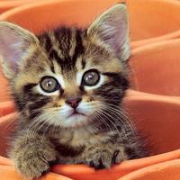 Smiley☆ emi (@emi17lovers) 's Twitter Profile Photo