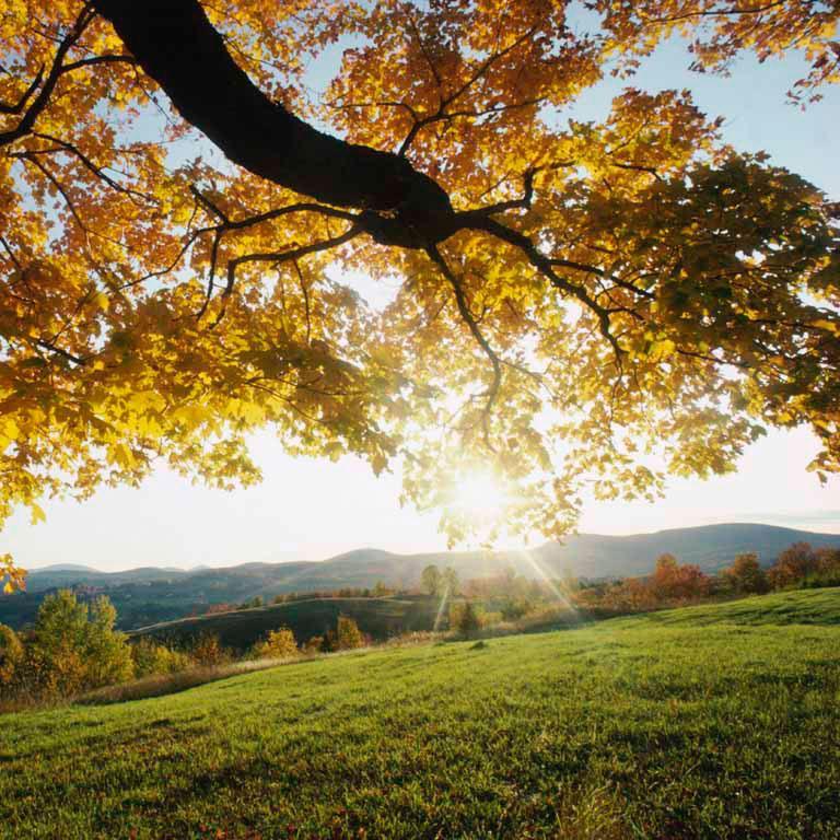 Mikemelly's profile picture. 