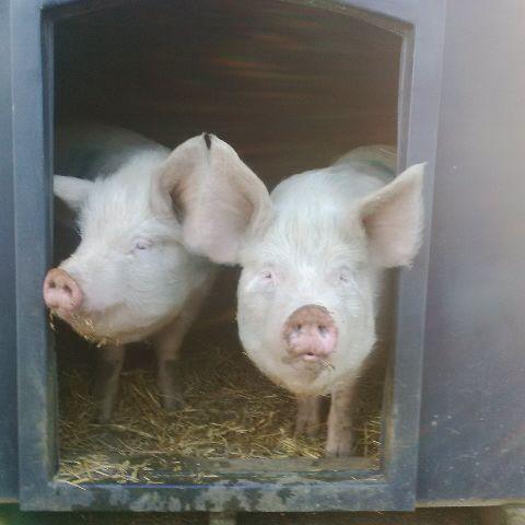 We supply pork from pigs living out in the Surrey Hills in Churt. Private party, catering & any local people that loves a good bit of pork - enquire within!