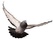 pigeonracing's profile picture. Founder of http://t.co/RSJ57gDe3Q, dedicated to the preservation, promotion and development of pigeon racing and educating pigeon fanciers worldwide.