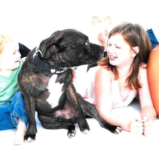 Online Petshop just for Staffies aka Staffys, Staffordshire Bull Terriers...10% of all profit donated to Staffy Rescues. Please support us!