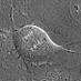 Lindon Lab Latest (@lindonlab) Twitter profile photo Lindon Lab Latest (@lindonlab) Twitter profile photo