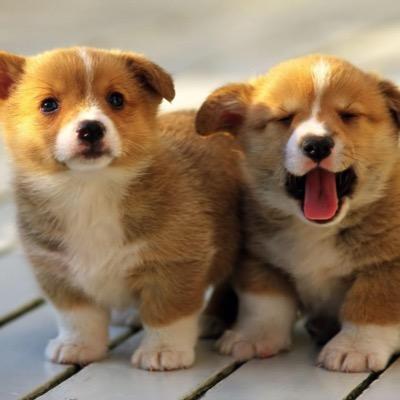 _cute__animals_'s profile picture. our old account got hacked.