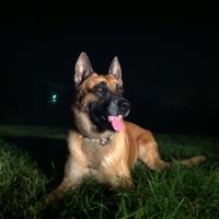 Palmetto PD (@palmettopd) 's Twitter Profile