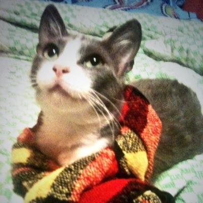 Fui rescatada de las vías del Metro de Santiago. Ahora soy feliz junto a mi mami @ovejunis y colaboro con mi papi de @SoyCatLover para ayudar a otros Gatitos