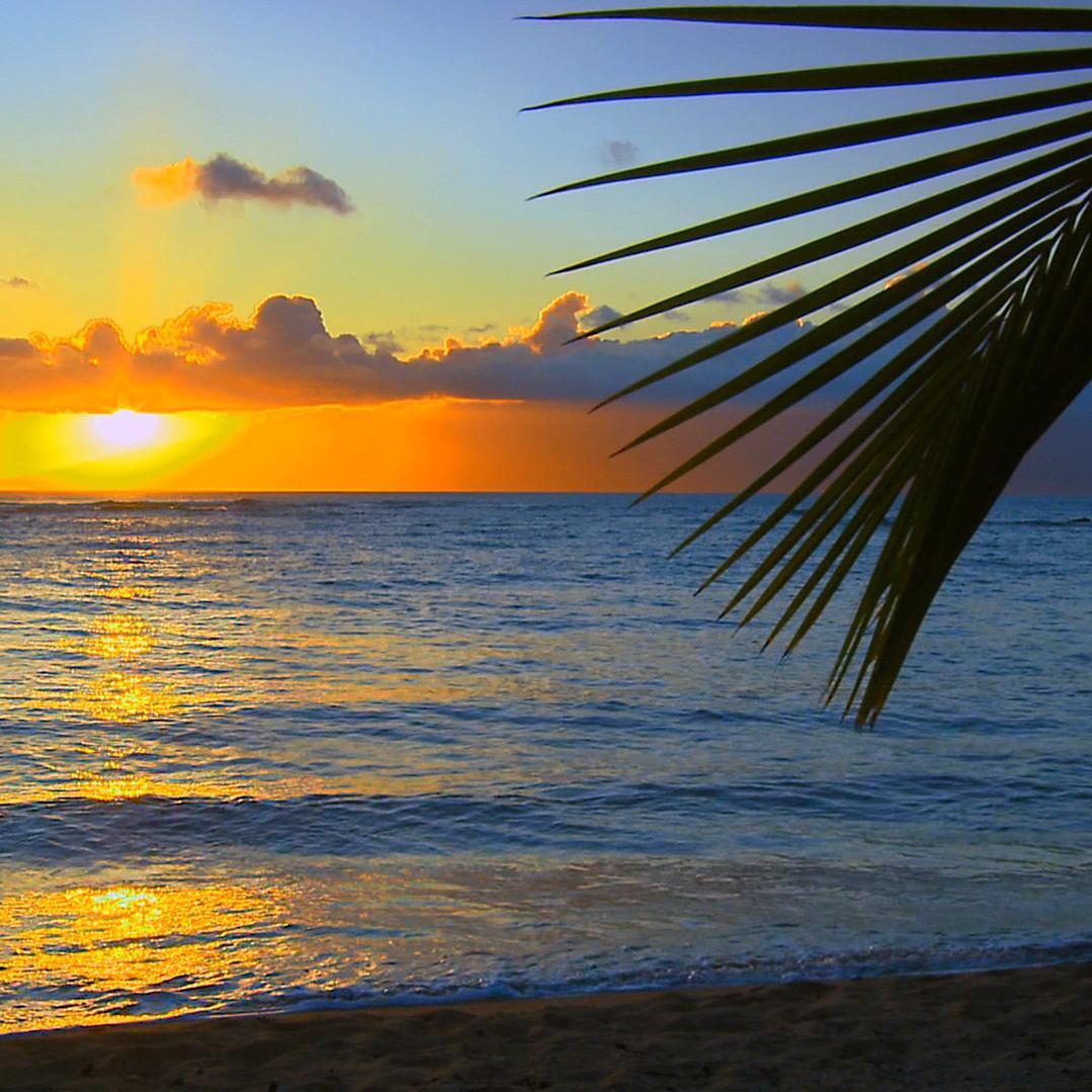 HawaiiHolo's profile picture. Hawaii's Virtual Visitor Guide