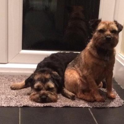 We are Maggie and Mumper - sister and brother Border Terriers, not sure why we are different colours 
Love walks, noms, noms, noms and lots of fuss