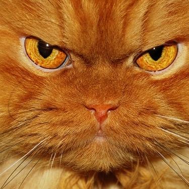 Sandor Clegane's Cat