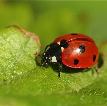 shuraswift's profile picture. 