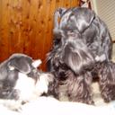 Cheryl Boyd - @dianespete - Twitter