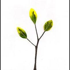 SaplingBLP's profile picture. BLP's wkly e-newsletter covering best of the small press world