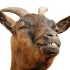 5sosasgoats Profile Picture
