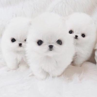 ❤️Puppies are the cutest ❤️