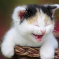 Cute Pet Planet (@cutepetplanet) 's Twitter Profile Photo Cute Pet Planet (@cutepetplanet) 's Twitter Profile Photo