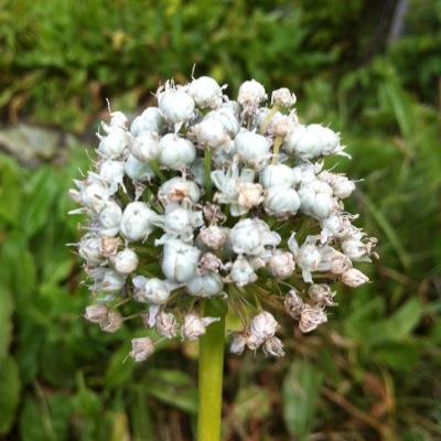 Builder & grower, chilli, edible allium & allotment obsessive. Trialling https://t.co/4itgkzafyL containers in a big way. All onions are my own.