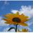 sunflowers4jdrf's profile image