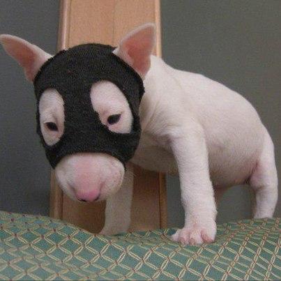 oprivetzahodi's profile picture. 