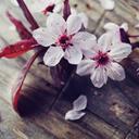 Farah Rami  - @FarahRami4 - Twitter