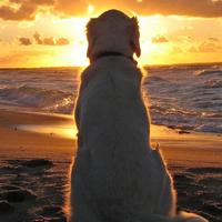 MJ (@mjtraf) 's Twitter Profile Photo