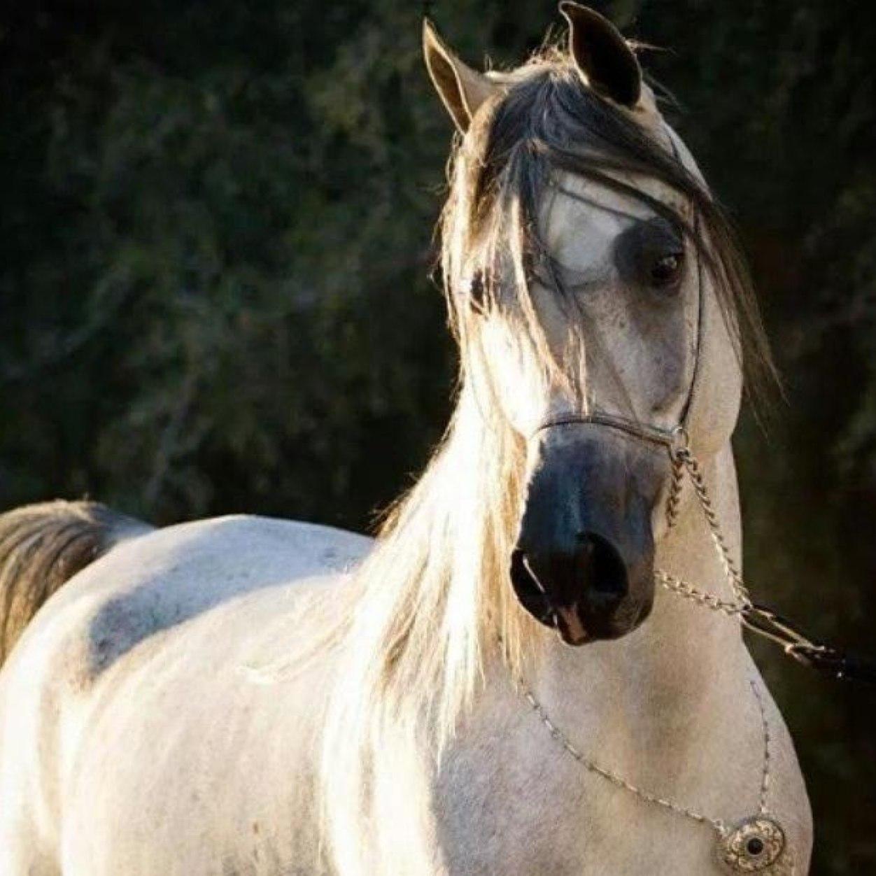أغرد أنا لتسعد أنت  أغرد /بغزل +مدح+فخر+رثاء.             دعنا نتفق أنا أغرد وأنت ترتوت