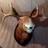 elchhack's profile image