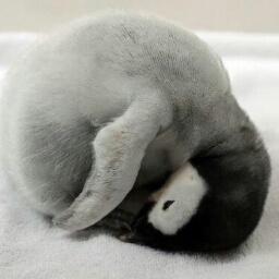labrado_moon's profile picture. 和して同ぜず気の向くままに