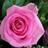manalgamal2015's profile image