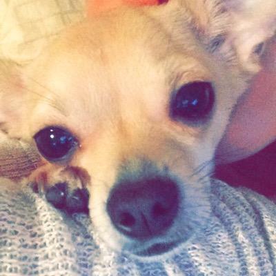Its me your favourite dog
