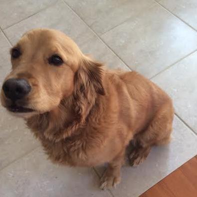 NewAndAbstract's profile picture. Up and Coming Artist. Passion for Animals and Abstract Art.