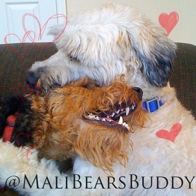 MaliBearsBuddy's profile picture. Puppy-loving chocoholic and artist. My guilt-free pleasure? Writing. Want excitement? Get a terrier. Your life will never be the same.