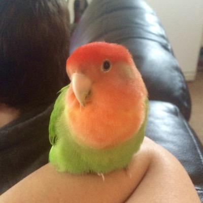 My name is Rupert and I'm a red opaline, peach faced lovebird. I love to sleep, sing, eat, poop, play, fly and explore!