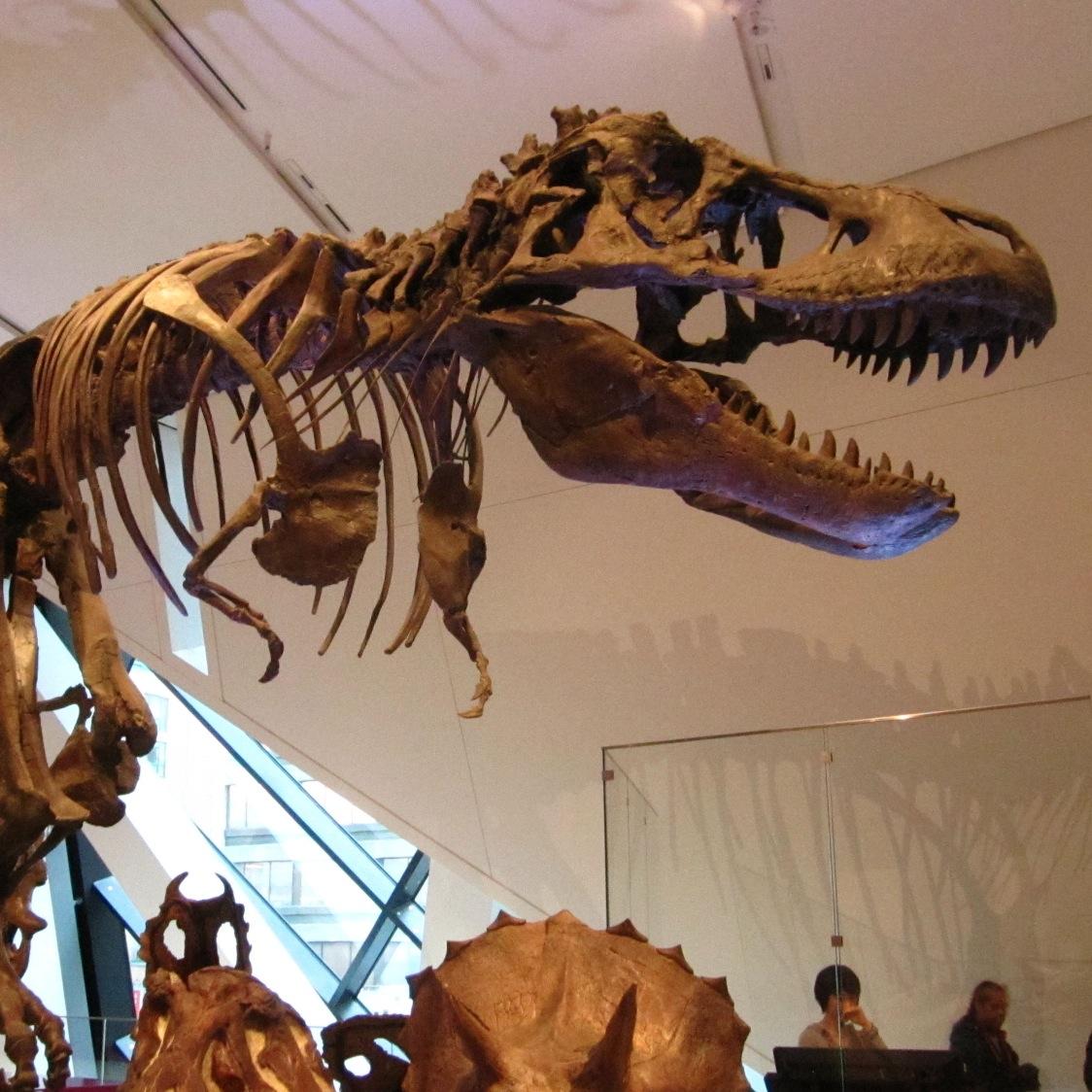 Cultural_TO's profile picture. 