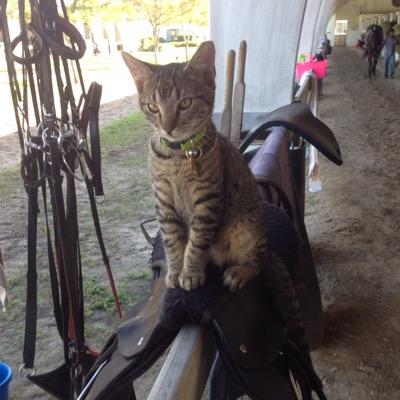 resident handicatter at woodbine racetrack