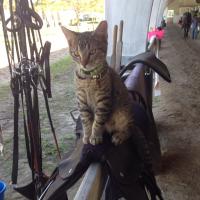 Gator Kitten (@gatorkitten) 's Twitter Profile