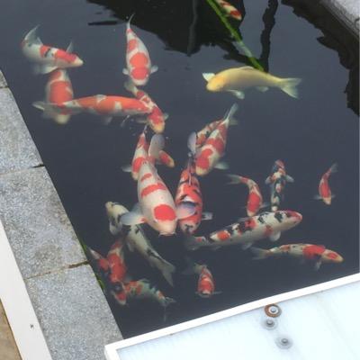 a new koi dealership coming to Essex. sourcing quality koi from Japan