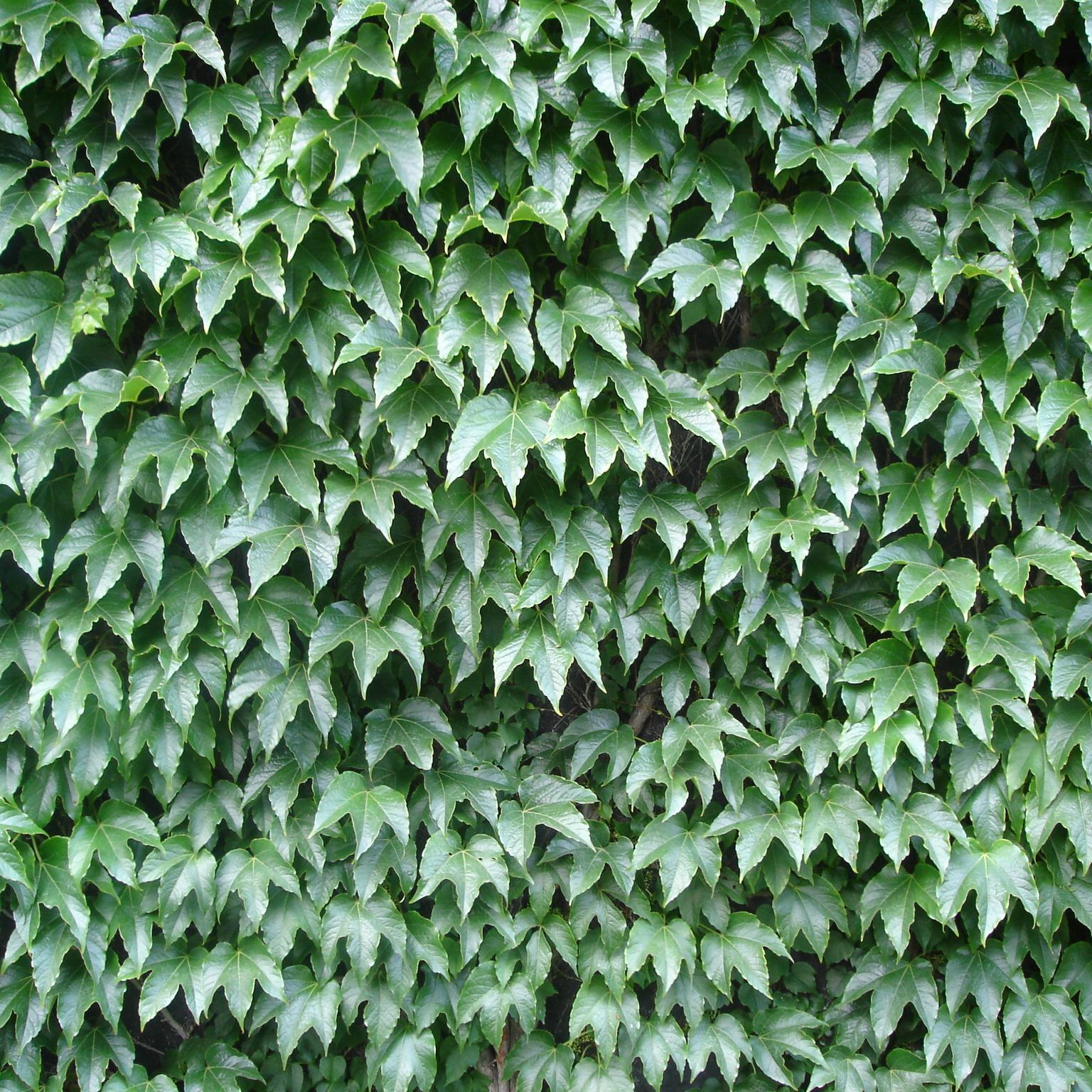 judymeden's profile picture. 