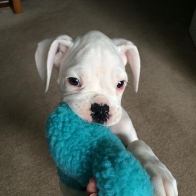 LauraAbadrabo's profile picture. 