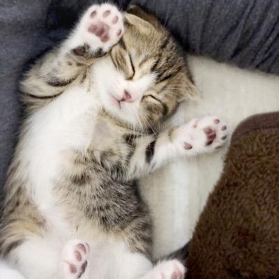 関西在住。
猫好き🐾
雑多に呟きます。