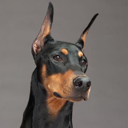 BashingKing1's profile picture. IT Professional, Vocalist, Drummer, Pianist