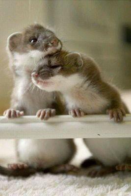I AM A LIKER OF ALL THINGS AND LIVING CREATURES, I AM A HUMAN BEING.