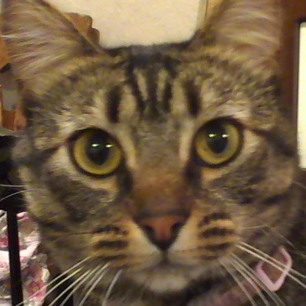 catcompanion's profile picture. Book-lover with feline roommates.  Bay Area commuter.  Likes Scrabble, cake and coffee with friends, nature hikes, watching aircraft.