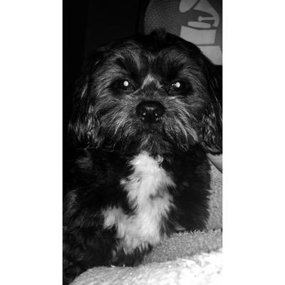 i hope all dogs go to heaven