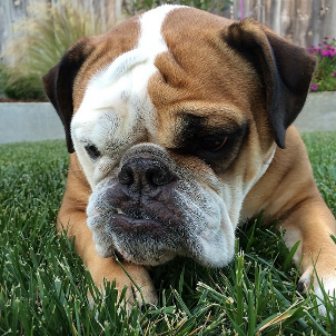 emithebully's profile picture. I'm an English Bulldog and I love to tweet and post on Instagram @emithebully and share stuff with my friends #squishyfacecrew