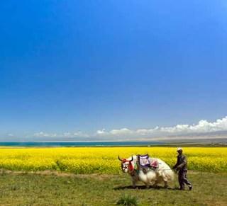 ziye5656's profile picture. I sell gift box in China.