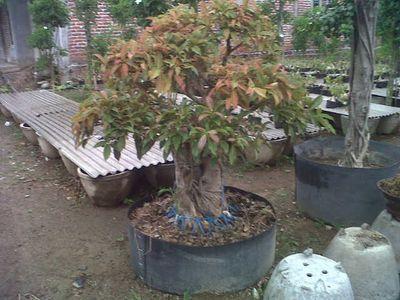 nuansa indah