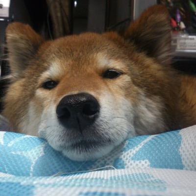 日本をなめるな‼️ 日本をなめるな‼️ 日本をなめるな‼️ #参政党