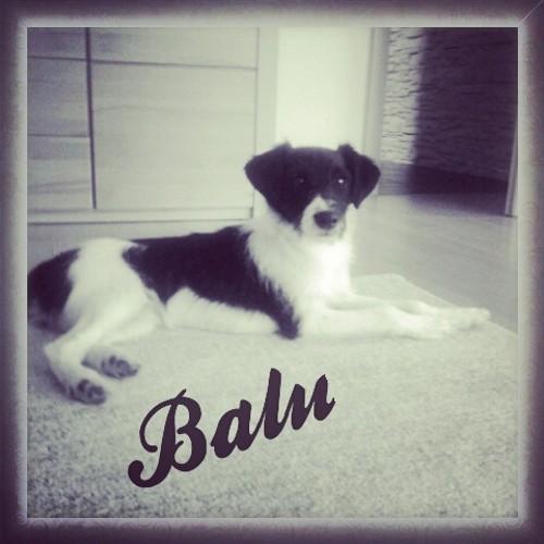 Name:Jan,Single,Hundebesitzer❤