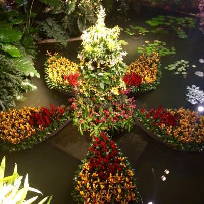 Ex-Horticultural manager of Queen Elizabeth II Botanic Park, Grand Cayman. Ex-Display Glasshouses manager at Kew Gardens. Thoughts and whitterings are my own!