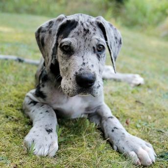 Loyal companion of @MiniKillian, and named after his favorite foods. Hurt him, and deal with me.